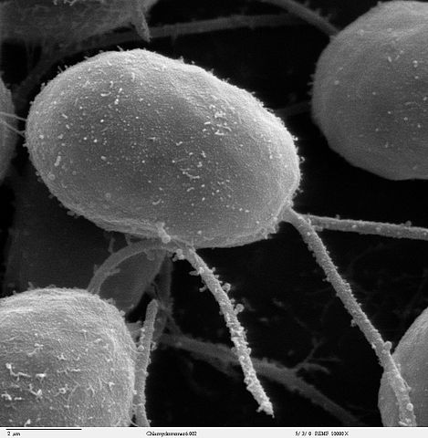 Bacteria moving