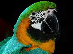 Pretty parrot