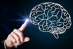 Designing brain